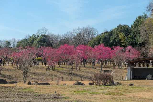 梅の花