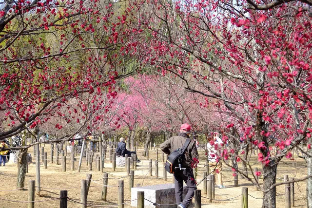 梅の花