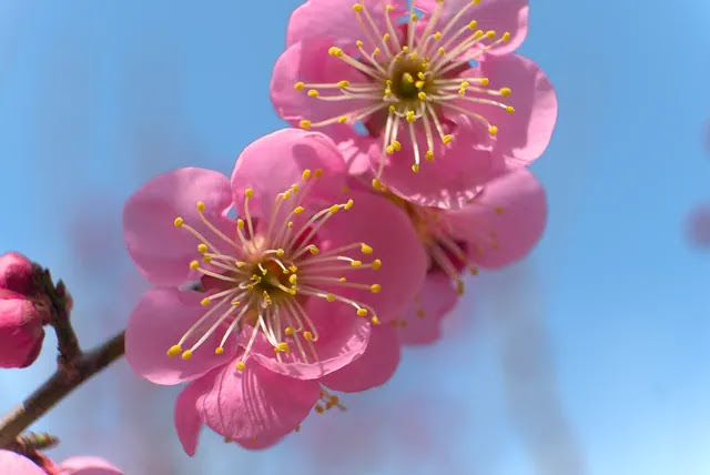 梅の花