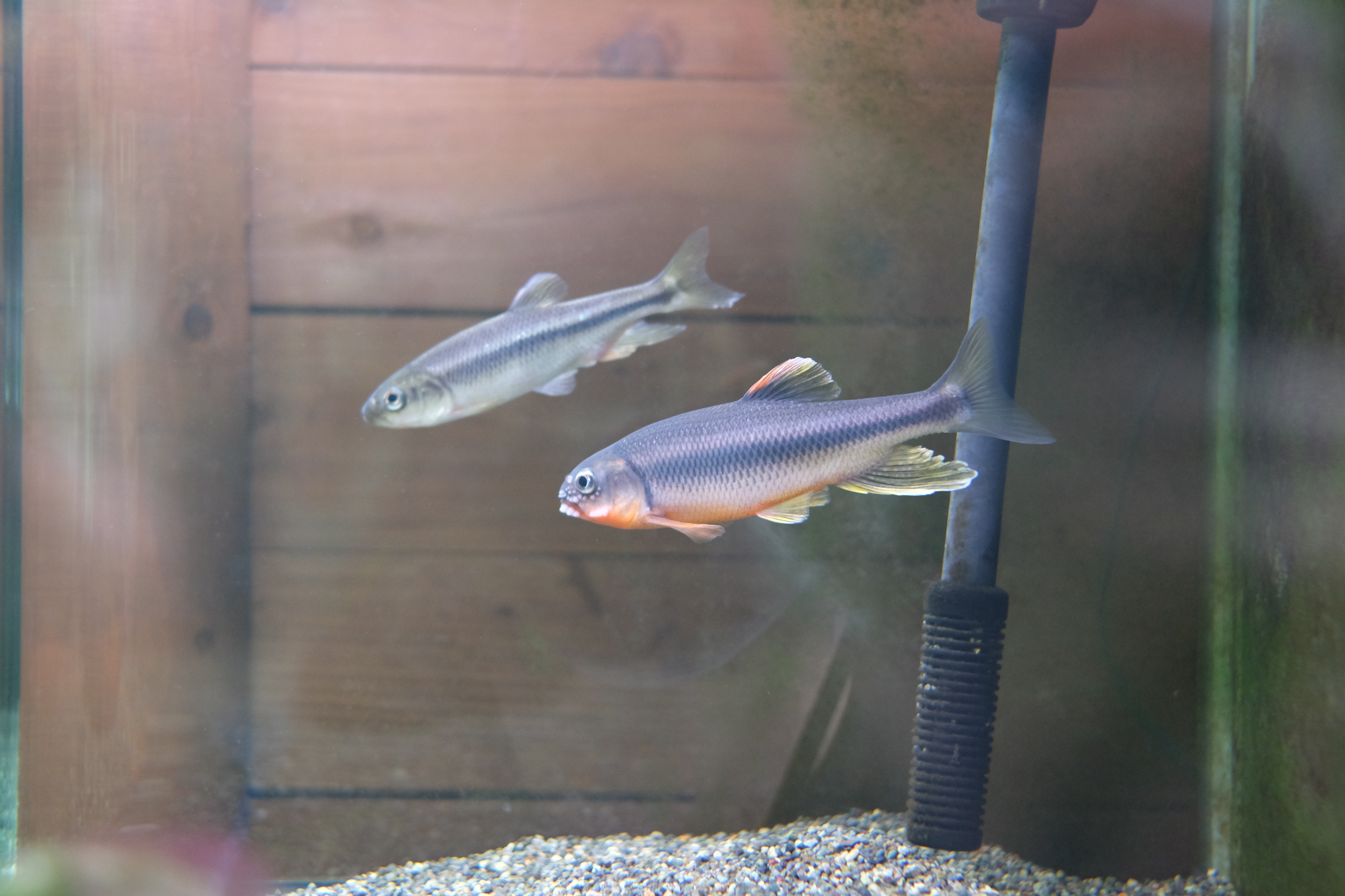川魚