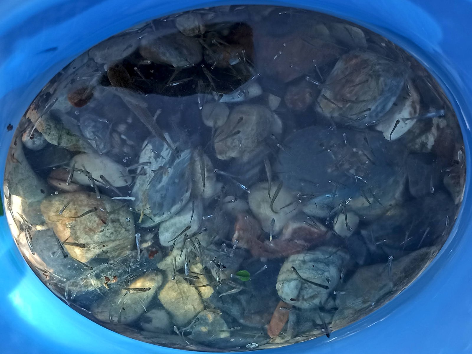 捕まえたたくさんの小魚たち
