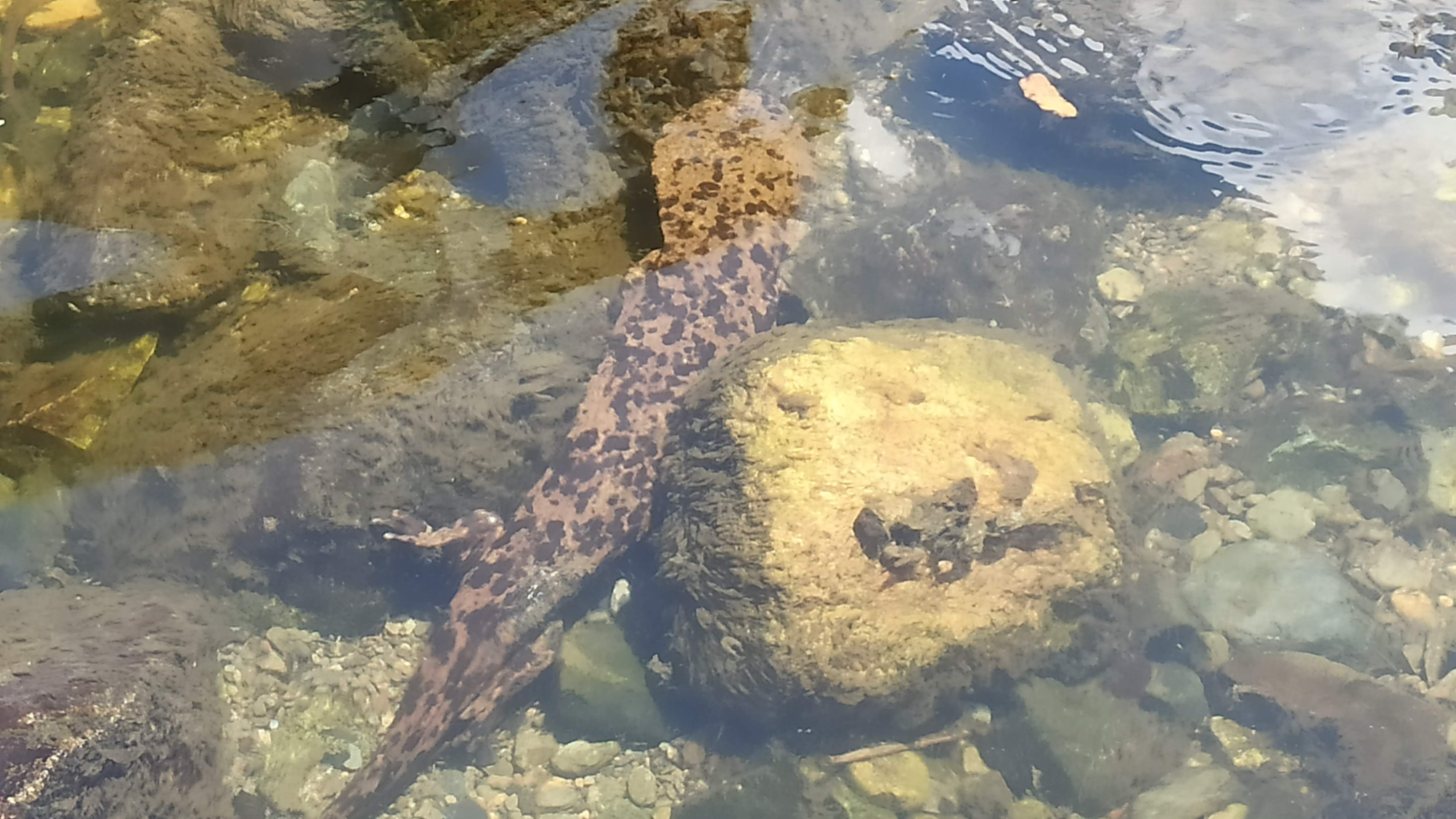 オオサンショウウオ