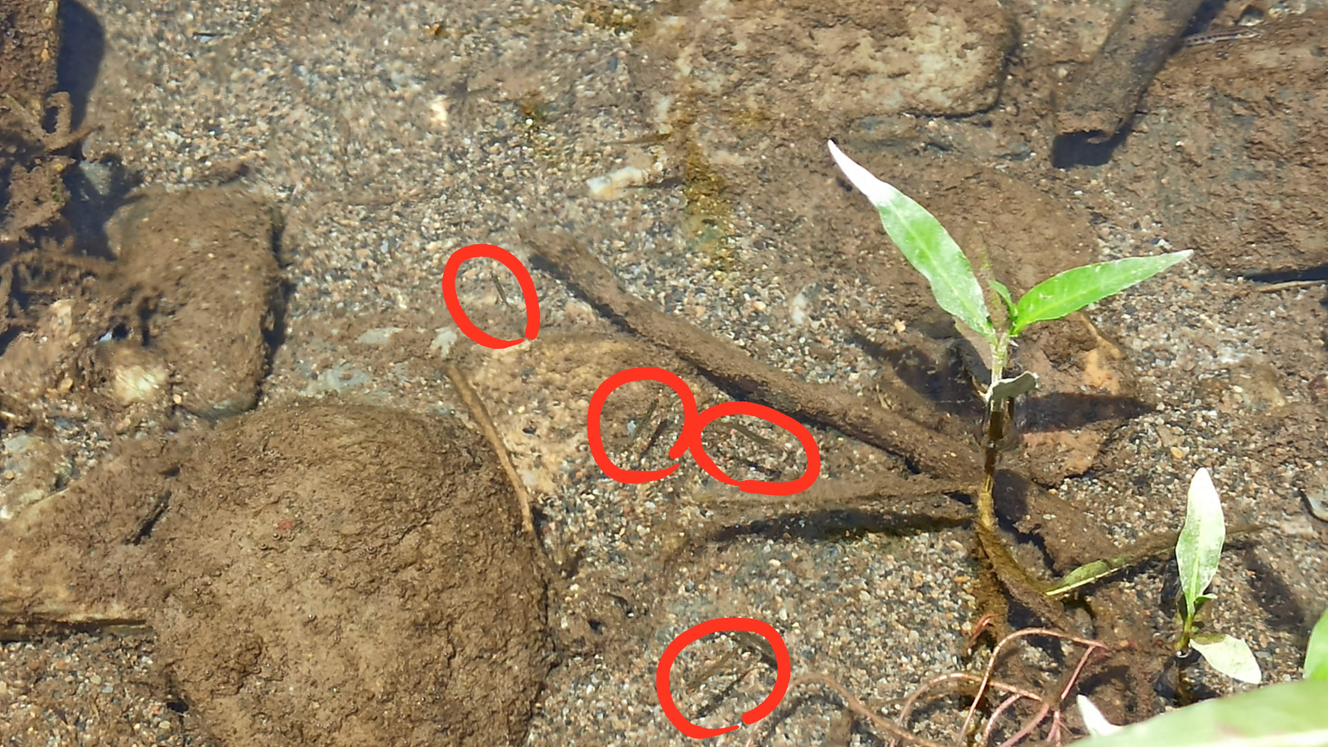 小魚
