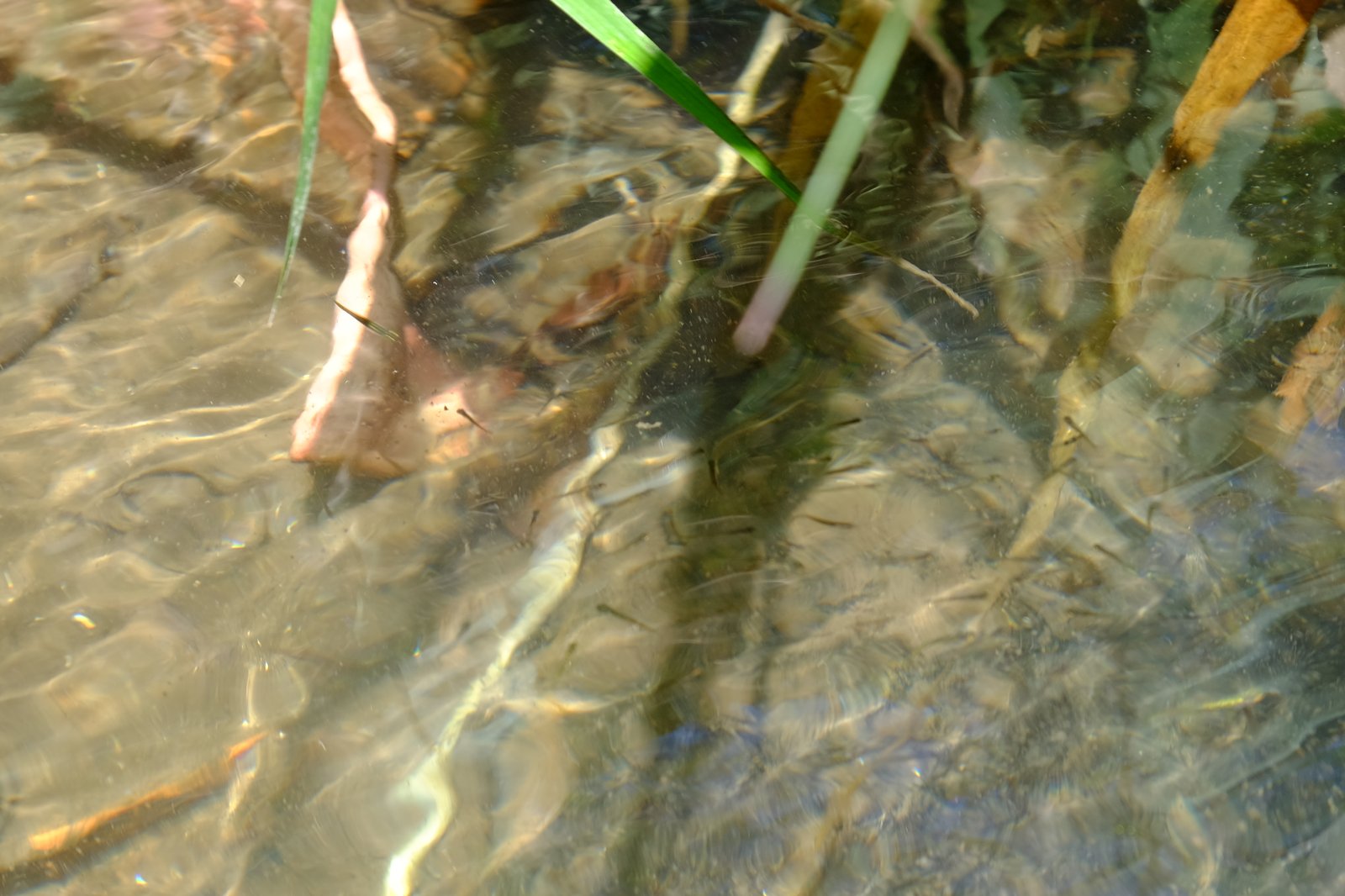 川を泳ぐ小魚の群れ