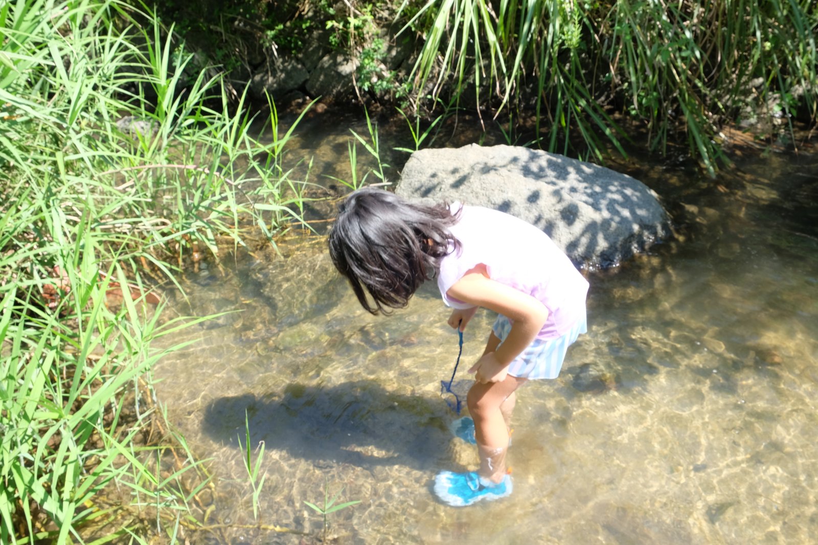 幼稚園児が網を持って小魚を捕ろうとする様子