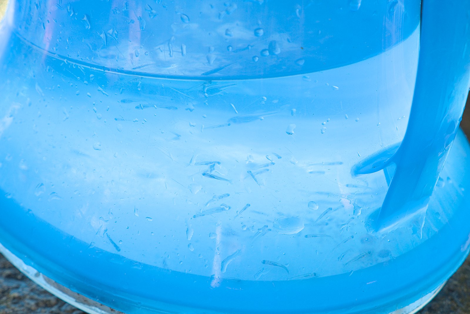 バケツいっぱいに入った小魚たち