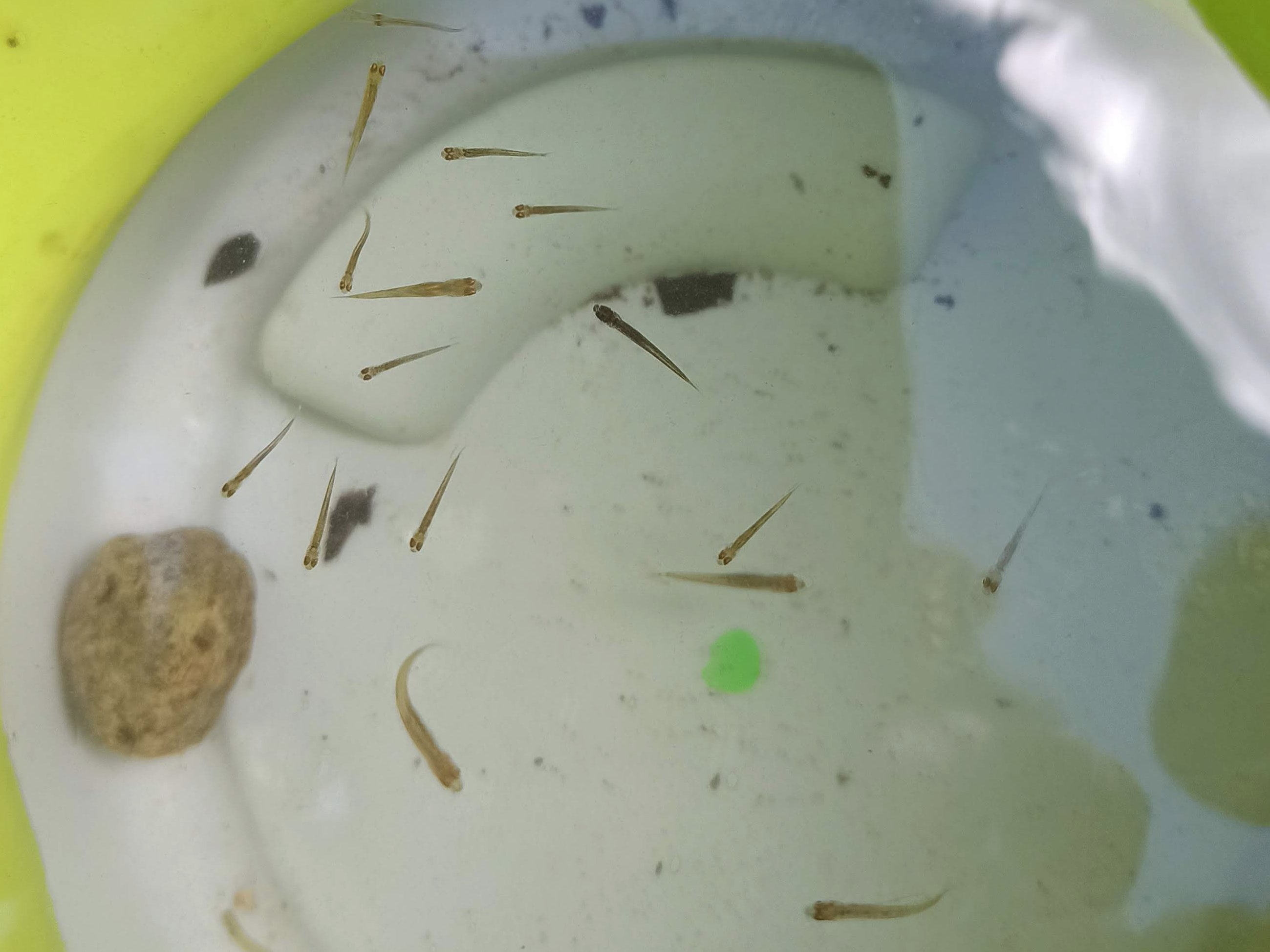 つかまえた小魚たち