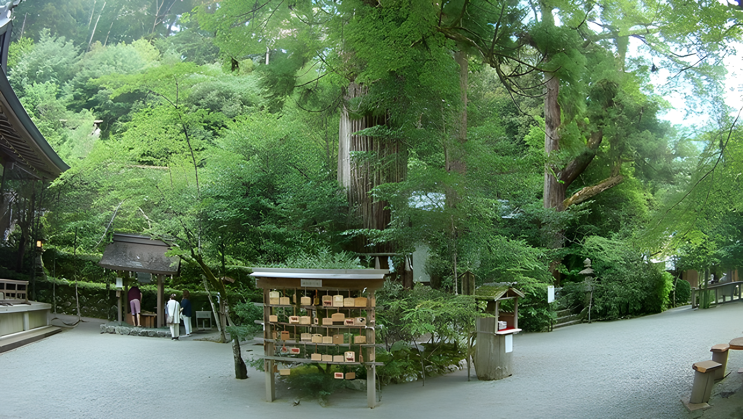 叶えの大杉