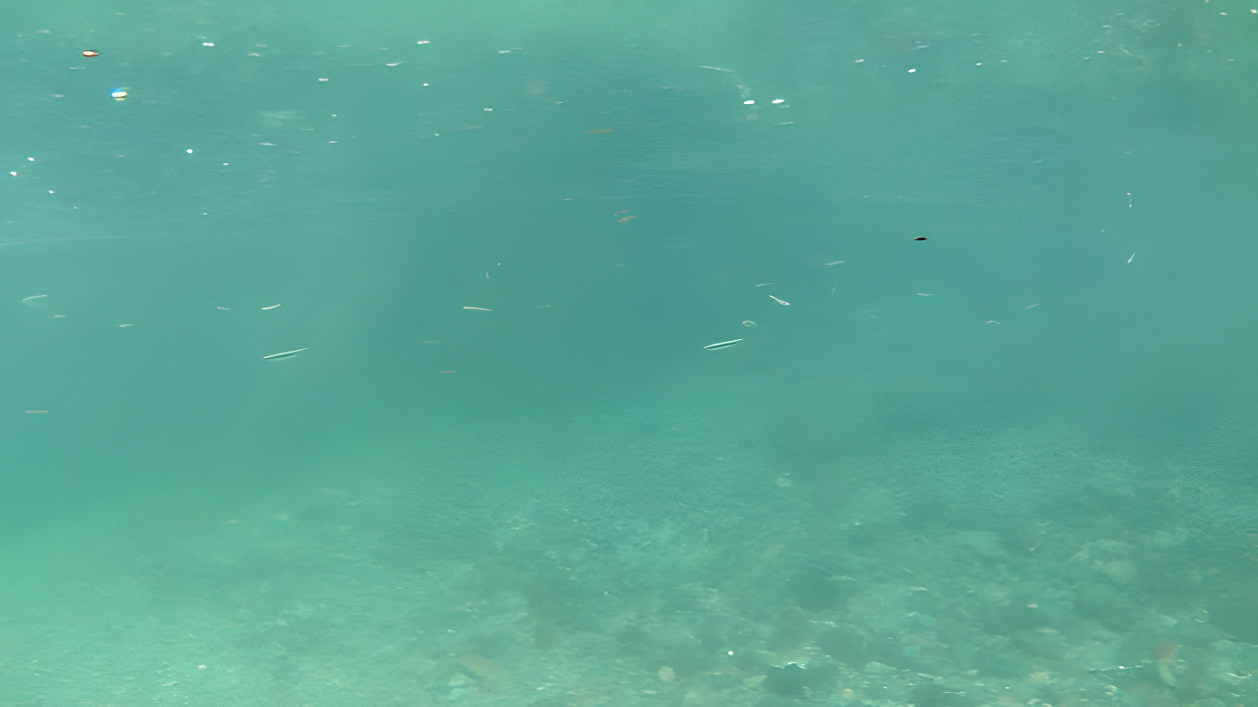 川の中を泳ぐ小魚の群れ