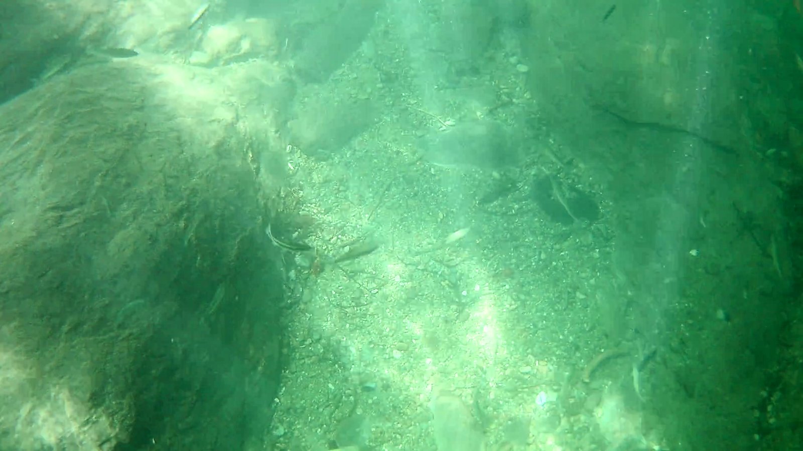 最深部の魚たち