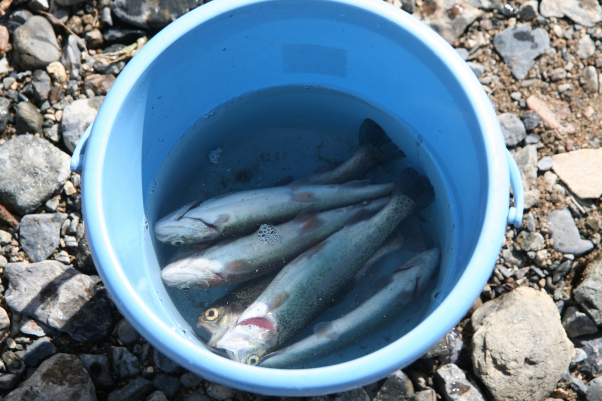 マスが6匹釣れた