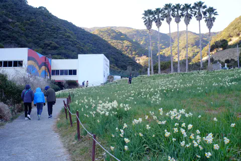 立川水仙郷の水仙