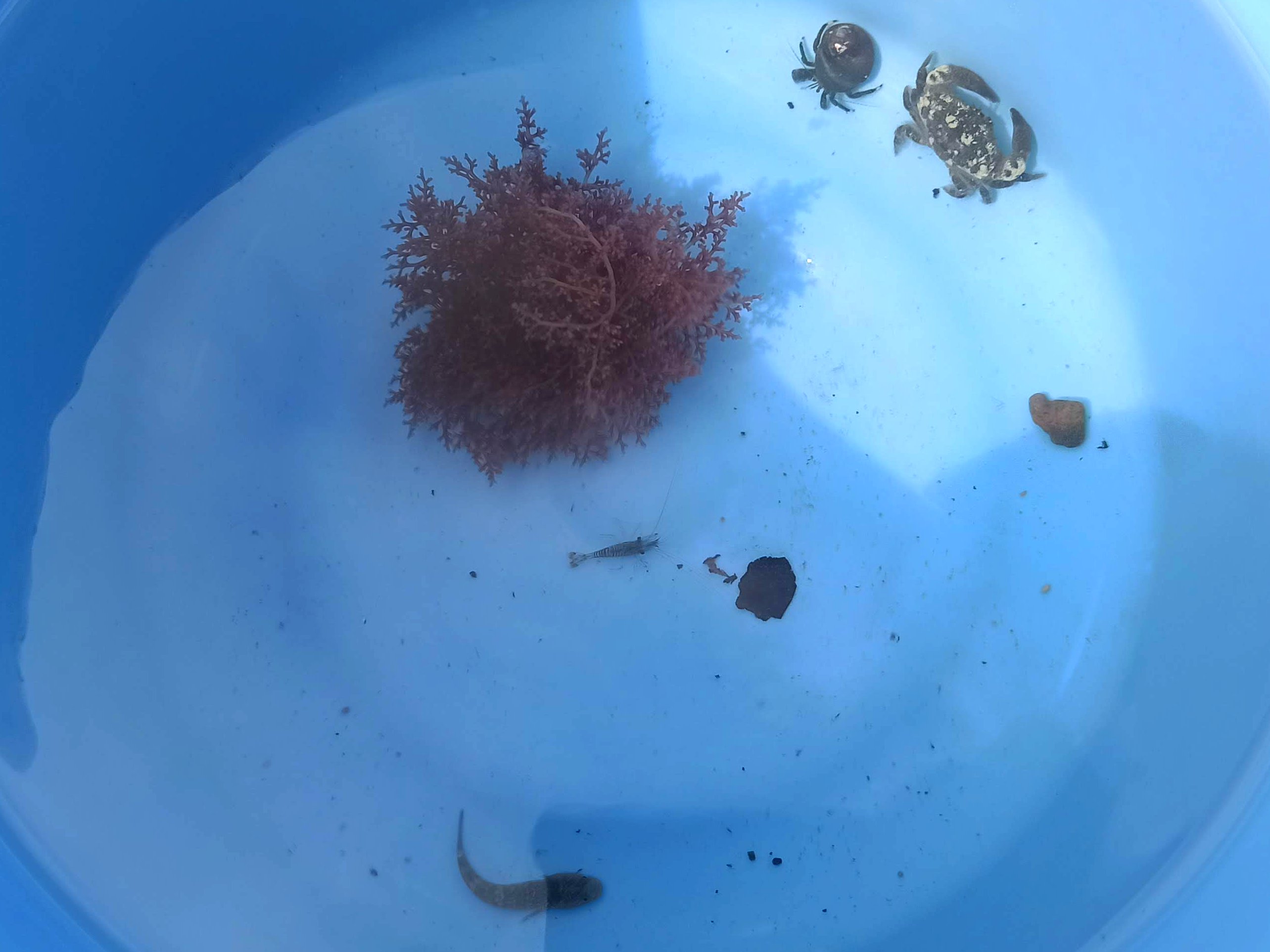 磯で捕った生き物たち