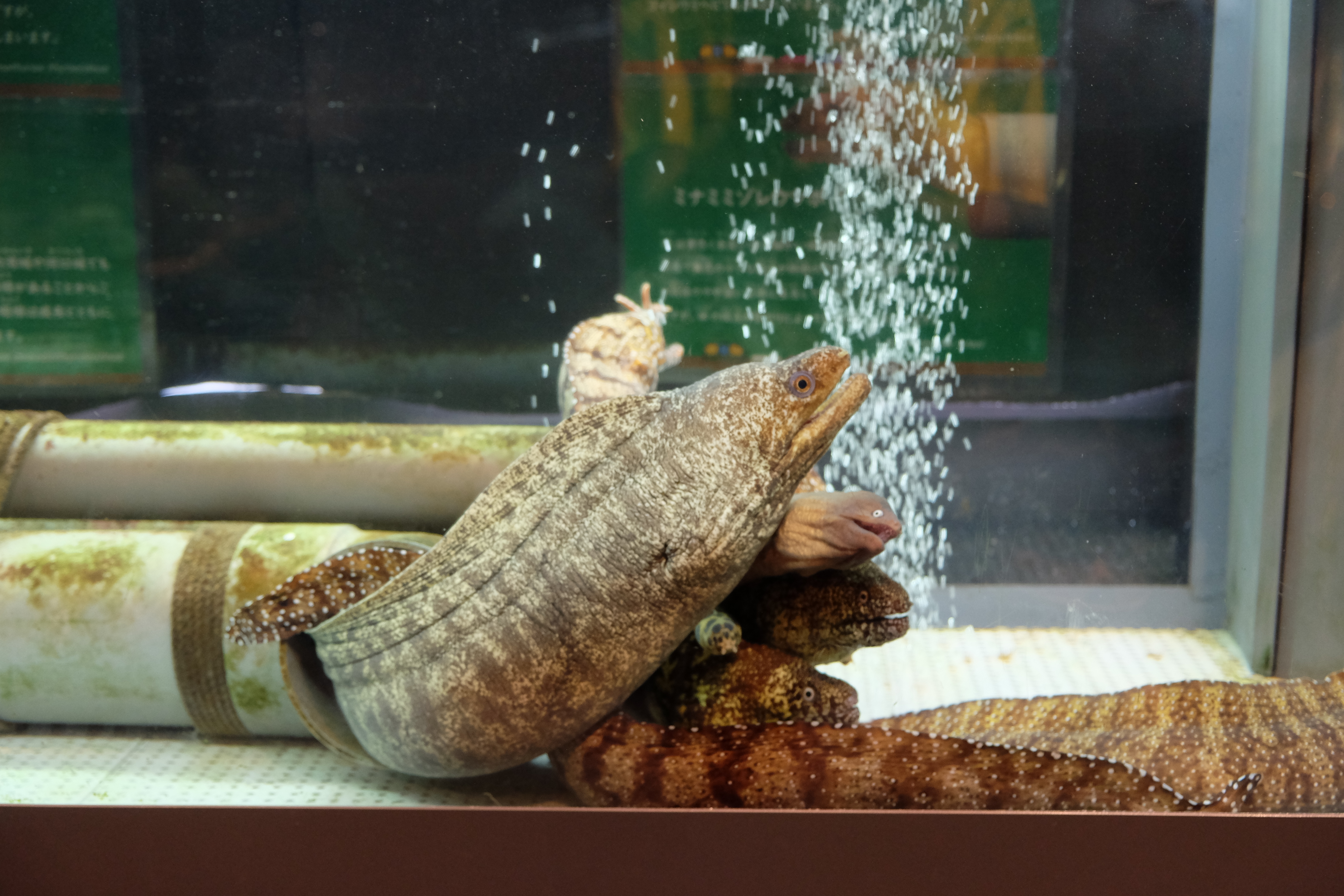 ウツボ