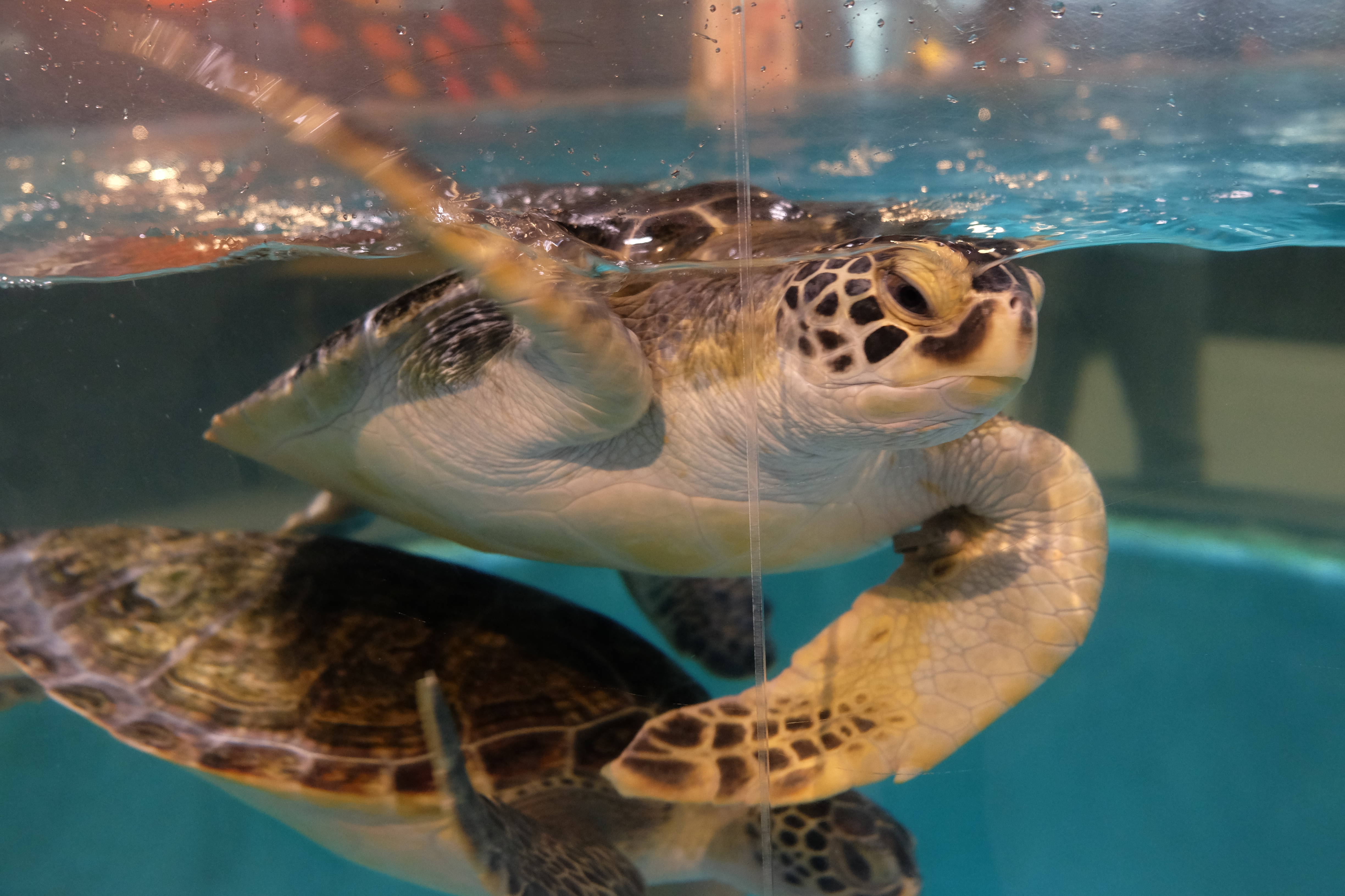 ウミガメ