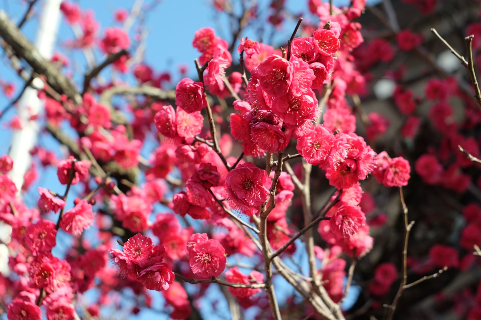 梅の花