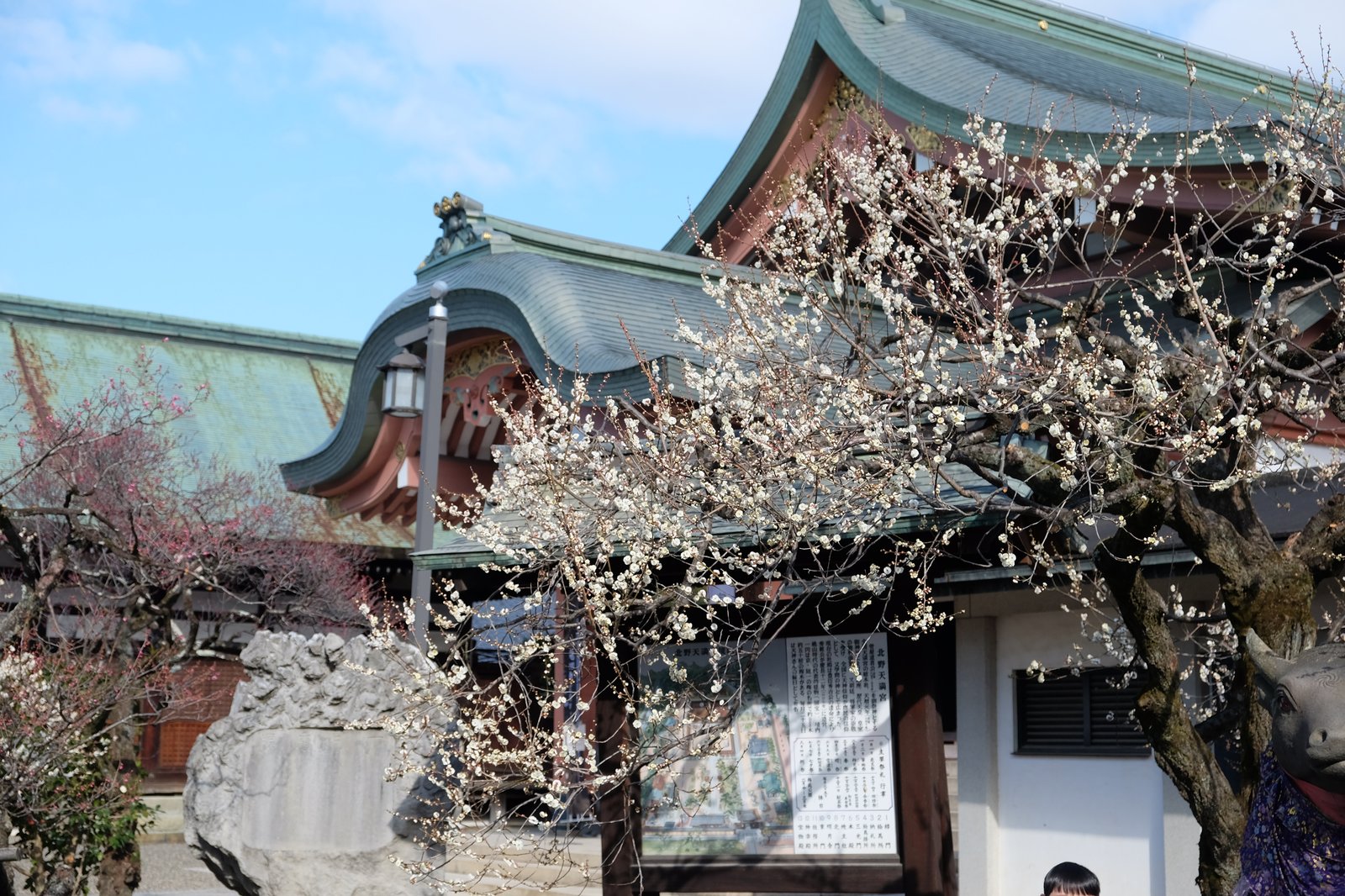 梅の花