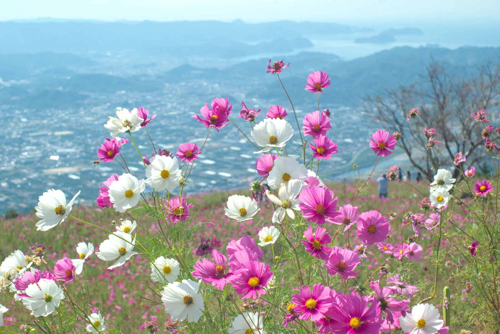 コスモスの花