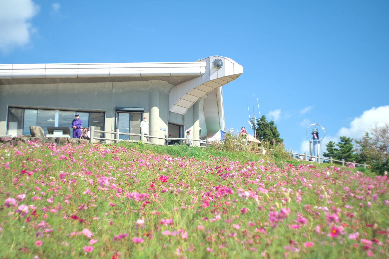 天空のお花畑 鷲ヶ峰コスモスパーク featured image