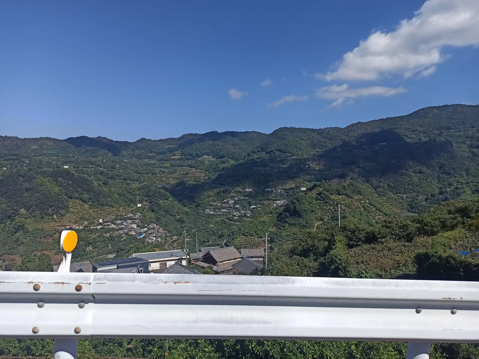 みかん畑の広がる景色